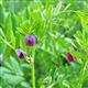 Fast Growth Cover Crop (CSAM2/SAM2)